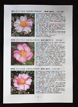 Amazon.co.jp: 新撰サザンカ名鑑 : 日本ツバキ協会 会長 箱田